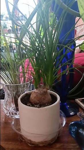 How to care for Ponytail Palm houseplant growth guide #plant #gardening #tutorial #tutorials #plants