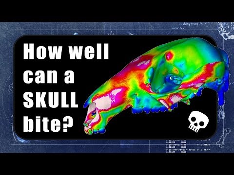 Skull Science Methods | Finite Element Analysis