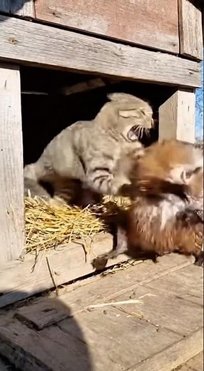 She Fought Till the End: Cat Defends Her Babies Against a Muskrat Attack 🐾💥