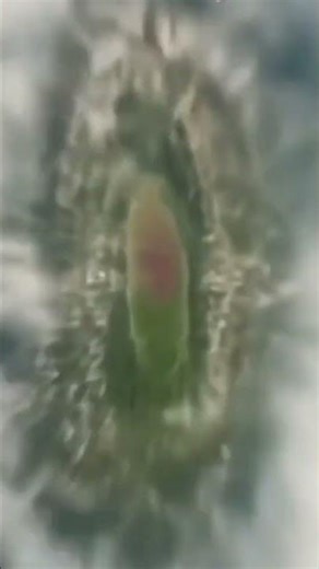 🛸 Alien Dance Beat 💫 | Trending Shorts 2025 | RGB Neon Style #shorts #shortsfeed #sad