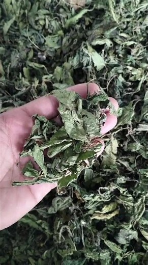 Nettle Leaves Review | Nettle Leaf Benefits & How to Use | Stinging Nettle | Herbal Tea & Supplement