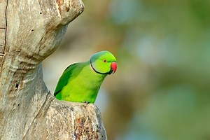 Opium-Addicted Parrots Are Terrorizing Poppy Farms in India