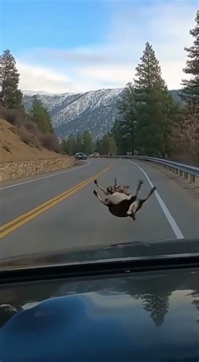 Goat's Shocking Car Crash & Hilarious Escape Fail