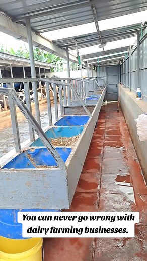 DAIRY FARMING: A Recipe for Success 🙌 🥛🐄🐂🐃 Looking for a business that's both rewarding and reliable? Look no further than dairy farming. *Consistent demand: People always need milk and dairy products. *Sustainable income: With proper management, dairy farming can provide a stable livelihood. *Community support:Join a network of passionate farmers and access valuable resources. Don't wait any longer to pursue your dairy farming dreams! Contact us today to get started. Call or WhatsApp; 2547