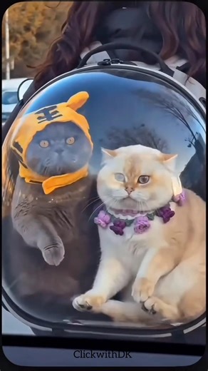 The car driver did not scare the cats #tiktoktrende