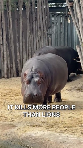 Africa’s most dangerous animal 🦛
