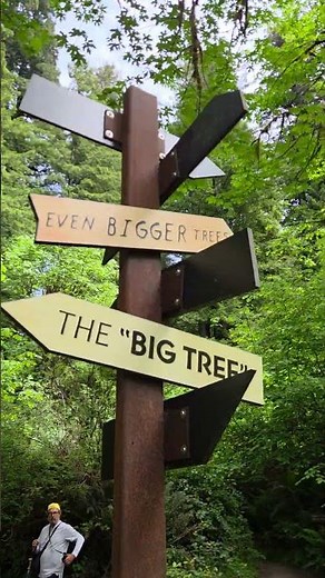 Big Tree Wayside in Humboldt County, California #travel
