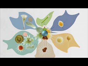 How to Identify Protozoa Under the Microscope 20-Minute Guide