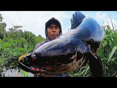 RIAU RIVER, A FISHING PARADISE‼️ TRIP TO HUNT MONSTER TOMAN FISH / fishing fish