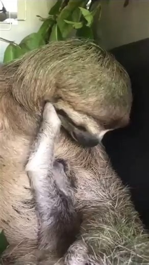 Sloth on Instagram: "Beautiful mama & her baby! 😍🦥 Did you know a female sloth will spend up to 12 months of her life raising her baby alone. The baby is completely reliant on her during this time and will learn everything necessary for his survival by observing and copying her, including which leaves are safe to eat! Baby sloths are well adapted to their lifestyle and from the moment they are born they are able to lift their entire body weight upwards with just one arm!! Babies are born with 