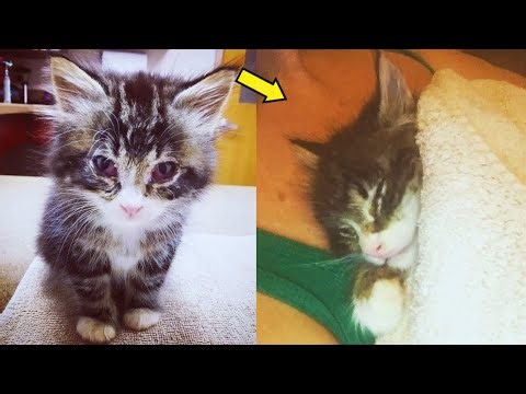 She Found a Dying Kitten on the Road— But What Happened Next Changed Everything!