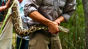 Human Footprint - How Giant Pythons Became Florida’s Biggest Invasive Species - Twin Cities PBS