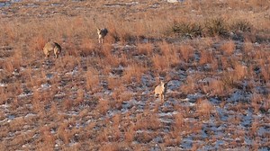 3.4K views · 81 reactions | The Masters of Deception, a reputation we have earned on the stage of the World Championship Coyote Calling Contest, and a title we’ve worked to secure with predator hunters everywhere. | Lucky Duck Premium Decoys | Facebook