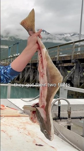 Chef Dad’s Quick Tutorial on Filleting Halibut: Step-by-Step Guide!