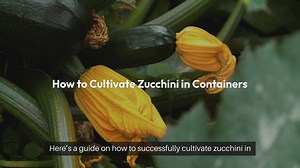 How to Grow Zucchini in Containers