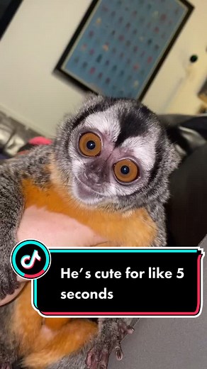 Caring for a Lemur: A Unique Primate Experience