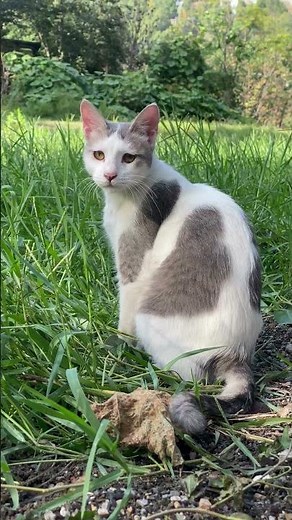 4k natural adorable cat adult cat- 4K, (ADORABLE 4k Natural Cat Videos)