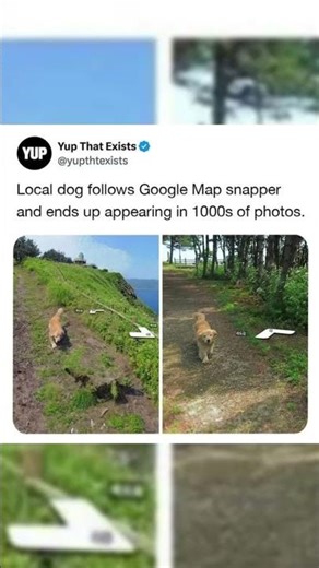 This local dog follows google map snapper #shorts