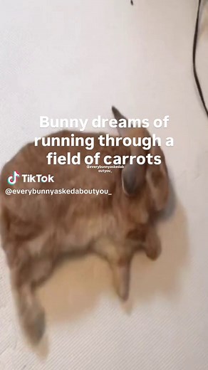 Adorable Bunny Moments Everyone Will Love