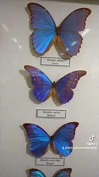 Tropical Butterflies Morpho, Morphinae, are Unique Flying Creatures in Jungles of Southern America