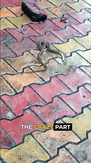 Why Fish Still Move After Death 🐟⚡