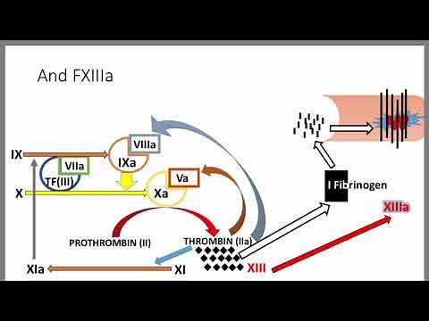 In Vivo Coagulation Cascade Song (coagulation made easy)
