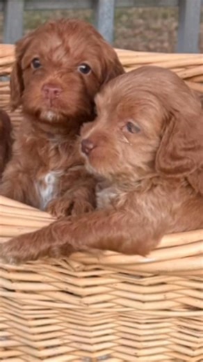 12 reactions | Warming the heart with every wag ❤️ Meet Priscilla...