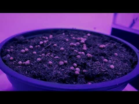 Growing Coriander from seed Time Lapse