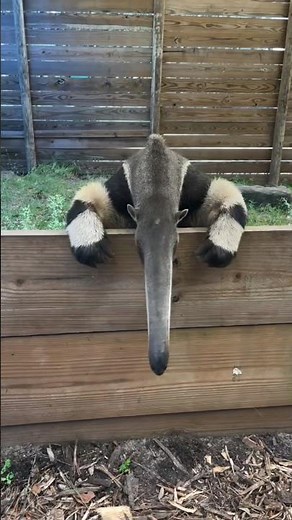 Giant Anteater Eats Thousands of Ants Daily! 😳