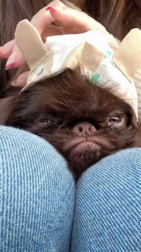 If you know, you know: Brussels Griffon puppy love moment