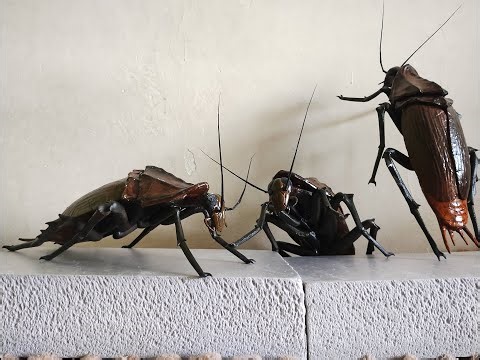 diy giant cockroach