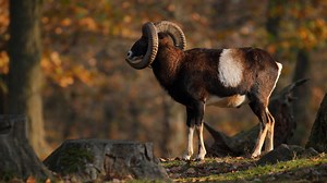 The mighty mouflon of the forest