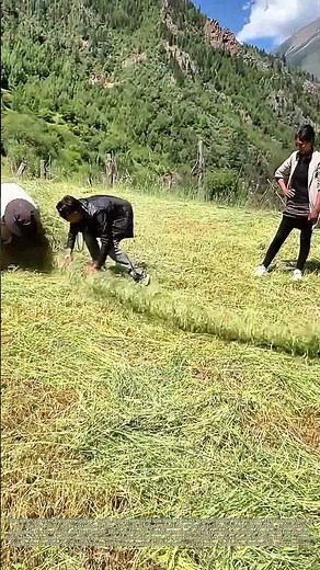Twisting Hay Into Rope: How Farmers Turn Cut Grass Into Durable Twine