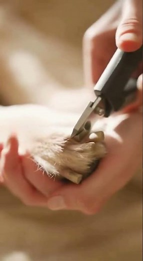 Gentle Grooming ASMR #relaxingvideo #asmr #cute