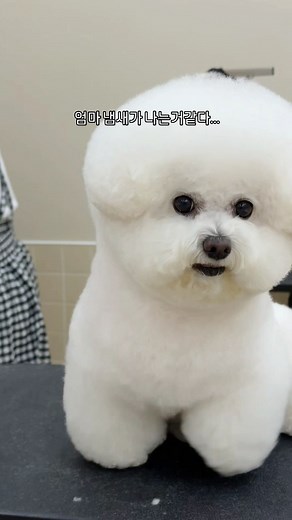 12K views · 7.7K reactions | 뽀순懶뽀대 개코귀신 김뽀순 #오셨어요 #멍 | cute.bbo.bbo | Facebook