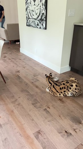 Matt’s late for dinner 😢 | Chloe the Serval