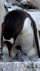 The first gentoo chicks of this year’s penguin breeding season have hatched at Edinburgh Zoo. https://i.stv.tv/44UO1cD | STV News