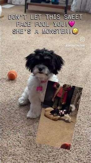 Don’t let this sweet face fool you!🩷She’s a monster!🤣 #thecraftyauthor #quilting #shihtzu #puppies