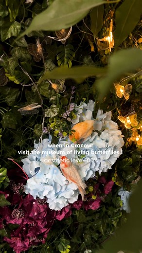 4.8K views · 948 reactions | Walk among vibrant, colourful butterflies in the heart of Krakow曆 A magical place for children and adults Once you cross the threshold of the Butterfly Museum, you will replace the hustle and bustle of the city with the sound of a waterfall, the concrete jungle with a tropical rainforest, and the grey of the streets with the colourfulness of butterfly wings Buy your tickets online!️ | House of Attractions | Facebook