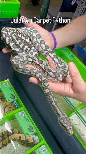Julatten Carpet Python