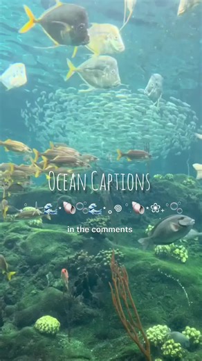 Exploring Aesthetic Ocean Waves and Undersea Beauty