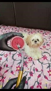 Best electric gas lighter on Amazon 😍 #shortstory #amazon #wishtous