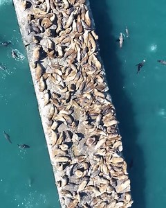1.9K views · 104 reactions | Let the harmony of ocean waves and the melodies of sea lions serve as a reminder of the perpetual rhythm of life on our magnificent planet. As we witness their return, let's reflect on it with respect and appreciation, acknowledging it as a precious … | Future Russia | Facebook