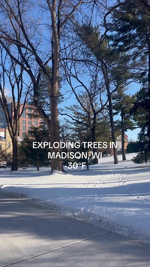 Exploding Trees Phenomenon in Wisconsin Winter