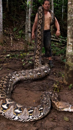 Guinness World Records on Instagram: "Longest verifiably measured wild snake 🐍 7.22 m (23 ft 8 in) from head to tail - a female reticulated python, named Ibu Baron (“The Baroness”). She was recently discovered in the Maros region of Sulawesi, Indonesia, in late 2025 and measured by Diaz Nugraha and Radu Frentiu on 18 January 2026. Ibu Baron is now in the care a local conservationist. 🇮🇩 Ular sanca kembang ini telah terverifikasi sebagai ular liar terpanjang di dunia! Memiliki panjang 7,22 met