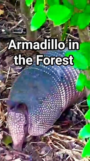 Armadillo Walking in the Forest 🦔 | Amazing Wildlife Close-Up I NATURAXIS #Naturaxis