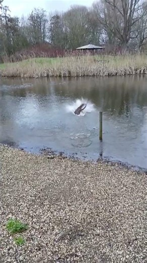 Buddy gaat springen in het water met een hard bommetje #labrador #grappig #zwemmen