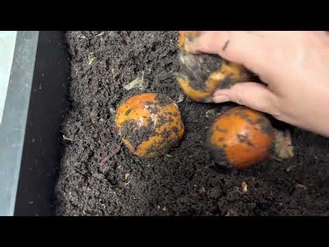 What happened to one of my African nightcrawler bins that went in anaerobic. ￼