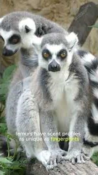 “Lemurs Are WAY Smarter Than You Think — Their Secret Society EXPLAINED!”