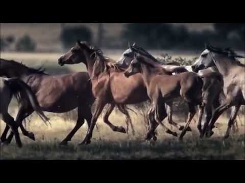 Po nabrezi konik bezi - Oliver TV